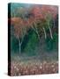 Fall Birches I-Steven Maxx-Stretched Canvas