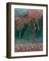 Fall Birches I-Steven Maxx-Framed Photographic Print