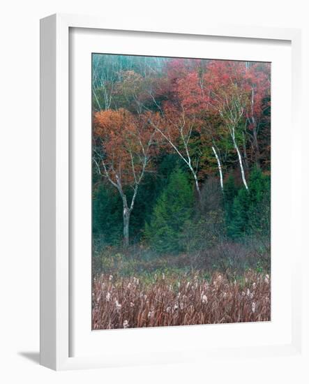 Fall Birches I-Steven Maxx-Framed Photographic Print