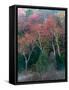 Fall Birches II-Steven Maxx-Framed Stretched Canvas