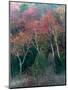 Fall Birches II-Steven Maxx-Mounted Photographic Print