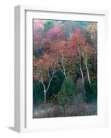 Fall Birches II-Steven Maxx-Framed Photographic Print