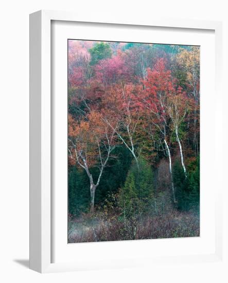 Fall Birches II-Steven Maxx-Framed Photographic Print