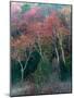 Fall Birches II-Steven Maxx-Mounted Photographic Print