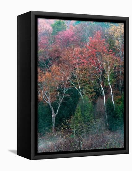 Fall Birches II-Steven Maxx-Framed Stretched Canvas