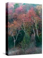 Fall Birches II-Steven Maxx-Stretched Canvas