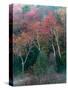 Fall Birches II-Steven Maxx-Stretched Canvas