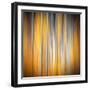 Fall Birches-Ursula Abresch-Framed Photographic Print