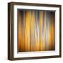 Fall Birches-Ursula Abresch-Framed Premium Photographic Print