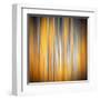 Fall Birches-Ursula Abresch-Framed Premium Photographic Print