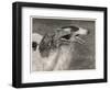 Fall, Borzois, Head Study-Thomas Fall-Framed Photographic Print