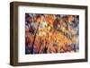 Fall Branches 3-Ursula Abresch-Framed Photographic Print