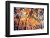 Fall Branches 3-Ursula Abresch-Framed Photographic Print