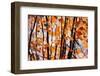 Fall Branches 5-Ursula Abresch-Framed Photographic Print