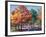 Fall Brilliance I-Todd Williams-Framed Art Print