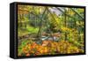 Fall Brook Orange Foliage-Robert Goldwitz-Framed Stretched Canvas