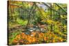 Fall Brook Orange Foliage-Robert Goldwitz-Stretched Canvas