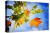 Fall Candy-Philippe Sainte-Laudy-Stretched Canvas