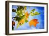 Fall Candy-Philippe Sainte-Laudy-Framed Photographic Print