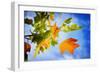 Fall Candy-Philippe Sainte-Laudy-Framed Photographic Print