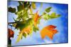 Fall Candy-Philippe Sainte-Laudy-Mounted Photographic Print