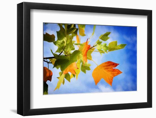 Fall Candy-Philippe Sainte-Laudy-Framed Photographic Print