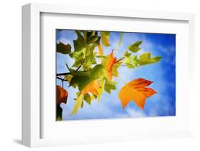 Fall Candy-Philippe Sainte-Laudy-Framed Photographic Print