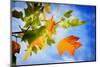 Fall Candy-Philippe Sainte-Laudy-Mounted Photographic Print