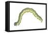 Fall Cankerworm (Alsophila Pometaria), Insects-Encyclopaedia Britannica-Framed Stretched Canvas