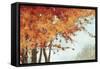 Fall Canopy I-Andrew Michaels-Framed Stretched Canvas