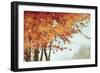 Fall Canopy I-Andrew Michaels-Framed Art Print