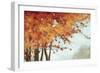 Fall Canopy I-Andrew Michaels-Framed Art Print