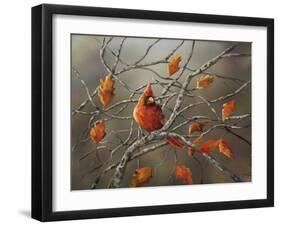 Fall Cardinal-Sarah Davis-Framed Giclee Print