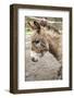 Fall City, WA. Portrait of a Miniature Mediterranean Donkey foal.-Janet Horton-Framed Photographic Print