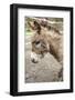 Fall City, WA. Portrait of a Miniature Mediterranean Donkey foal.-Janet Horton-Framed Photographic Print