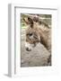 Fall City, WA. Portrait of a Miniature Mediterranean Donkey foal.-Janet Horton-Framed Photographic Print