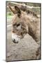 Fall City, WA. Portrait of a Miniature Mediterranean Donkey foal.-Janet Horton-Mounted Photographic Print