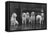 Fall, Clumber Spaniel, 36-Thomas Fall-Framed Stretched Canvas