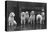 Fall, Clumber Spaniel, 36-Thomas Fall-Stretched Canvas