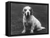 Fall, Clumber Spaniel, 36-Thomas Fall-Framed Stretched Canvas