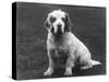 Fall, Clumber Spaniel, 36-Thomas Fall-Stretched Canvas