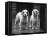 Fall, Clumber Spaniel, 36-Thomas Fall-Framed Stretched Canvas