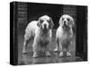 Fall, Clumber Spaniel, 36-Thomas Fall-Stretched Canvas