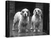 Fall, Clumber Spaniel, 36-Thomas Fall-Stretched Canvas