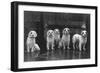 Fall, Clumber Spaniel, 36-Thomas Fall-Framed Photographic Print