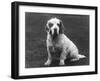 Fall, Clumber Spaniel, 36-Thomas Fall-Framed Photographic Print