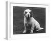 Fall, Clumber Spaniel, 36-Thomas Fall-Framed Photographic Print