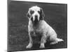 Fall, Clumber Spaniel, 36-Thomas Fall-Mounted Photographic Print