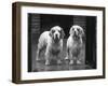 Fall, Clumber Spaniel, 36-Thomas Fall-Framed Photographic Print