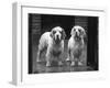 Fall, Clumber Spaniel, 36-Thomas Fall-Framed Photographic Print